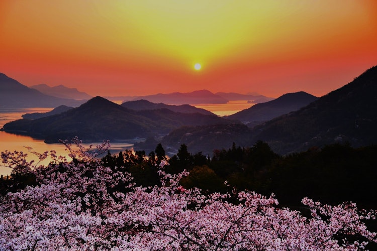 [이미지1]촬영 장소: 에히메현 이마바리시 하카타 섬의 가이잔 공원만개한 벚꽃과 떠오르는 태양의 콜라보레이션