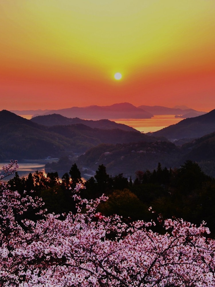 [画像1]撮影場所：愛媛県今治市の伯方島の開山公園満開の桜と朝日のコラボ