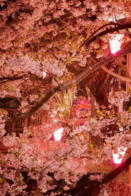 [Image1]Illumination of cherry blossoms at Kinosaki Onsen in Hyogo PrefectureAlthough it is a part, the cher