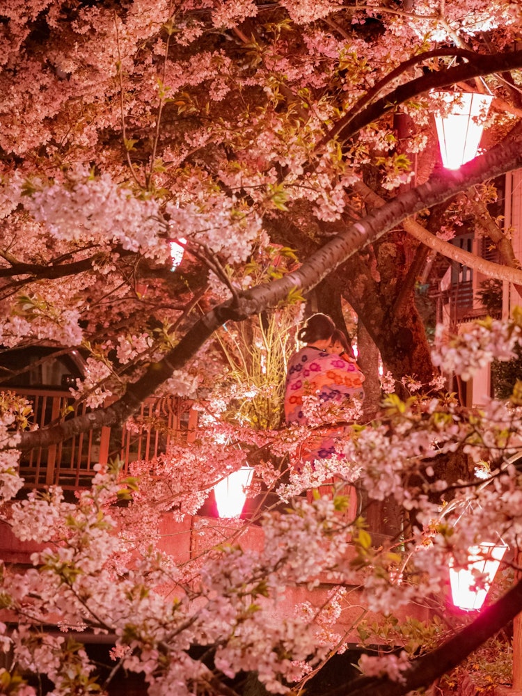 [画像1]兵庫県城崎温泉の桜のライトアップ一部ではありますが桜とライトアップと景観が見頃で四季を通じ城崎温泉は見所満載です😌