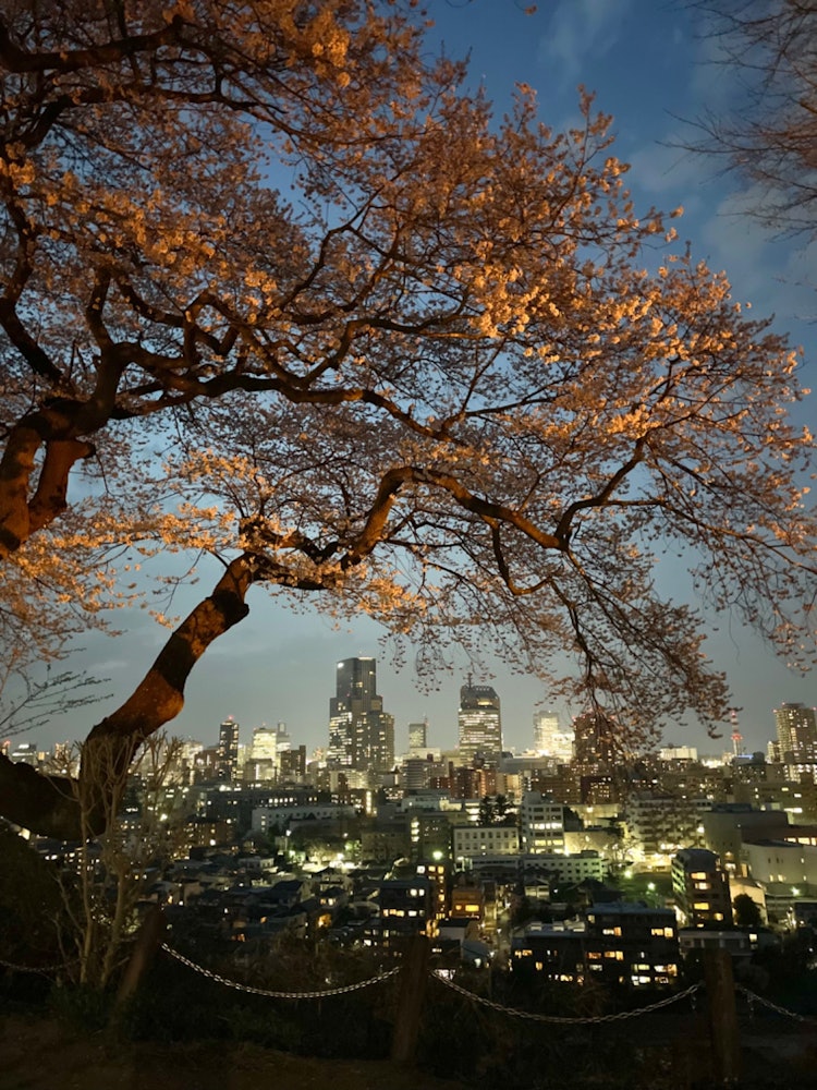 [相片1]仙台爱宕神社 ⛩樱花🌸🌃