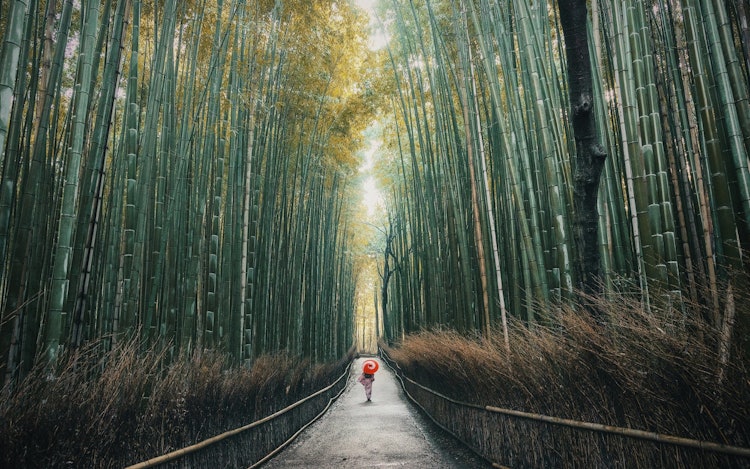 [画像1]京都嵐山の竹林早起きしたおかげでいい写真が撮れました。Canon eos 5d + ef24-70mm f2.8 Lightroom