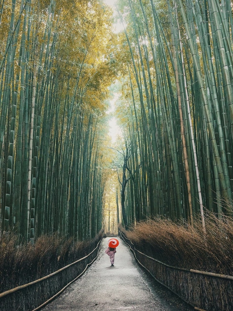 [相片1]京都岚山的竹林多亏了早起，我才能拍出好照片。佳能EOS 5d + ef24-70mm f2.8 灯室