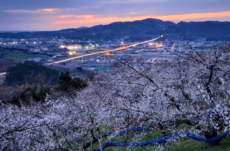 [이미지1]남부 하이 플럼으로 유명한 와카야마 현 남부 마을의 매화 숲의 일몰 풍경입니다. 꽃의 향기에 둘러싸여 찍은 사진입니다.