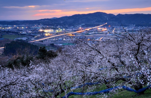 [画像1]南高梅で有名な和歌山県南部町の梅林の夕景です。 花の香りに包まれての撮影です。