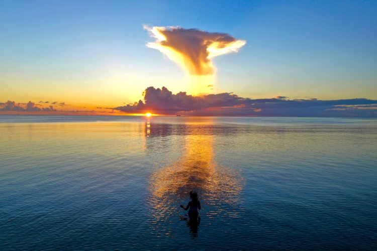 [이미지1].덤불을 지나 바다로 가십시오. 놀란거대하게 떠 있습니다!.시시각각 모양이 바뀌는 잎새버섯샤프트가 푹신하고 윤기가 납니다.햇볕에 빛나다빨려 들어간 것처럼 구름 속으로 나아 간다나는