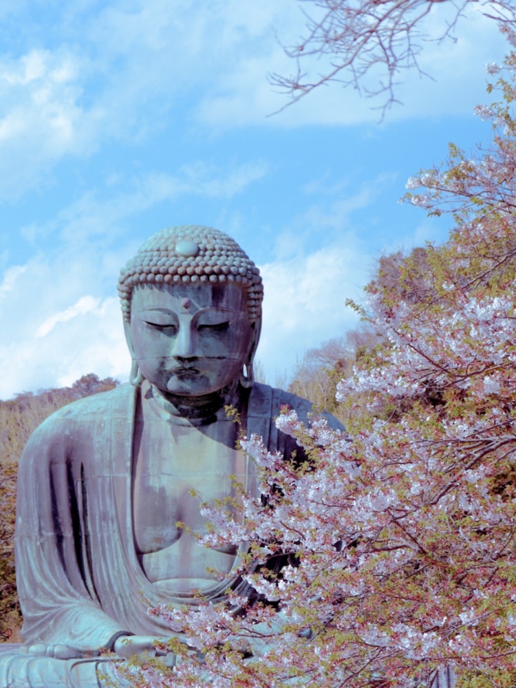 [Image1]It is the Great Buddha of Kamakura!