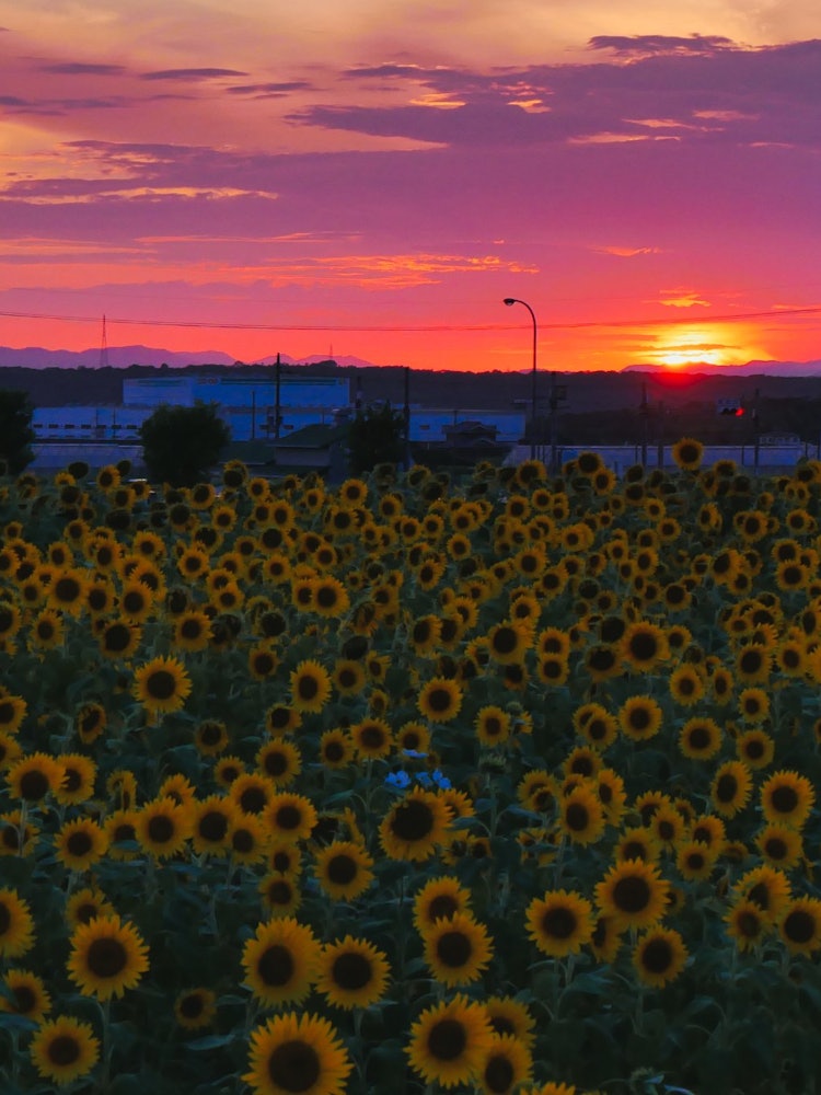 [Image1]It is a sunflower and sunset at Sunflower Hill Park in Ono City, Hyogo Prefecture.This park grows ra