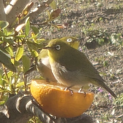 [Image1]Mr. Mejiro today.It was through the screen door, but I was able to take a good picture.