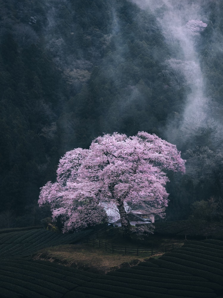 [Image1]Historic cherry blossoms