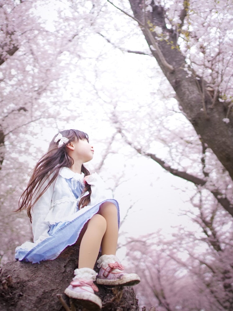 [画像1]ソメイヨシノが満開！ 天気は悪かったけれど、はらはらと散る桜を見ながら春にお別れをしました。