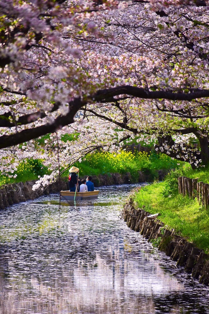 [相片1]我今天推荐的地方是川越的新河边赏樱景点。虽然这个地方离#东京非常近，但很少有旅行者真正知道这个地方。我并不是说这是一个另类的目的地，但没有应有的受欢迎程度。河边美丽的樱花树和满水面的飘落花瓣使它如此美