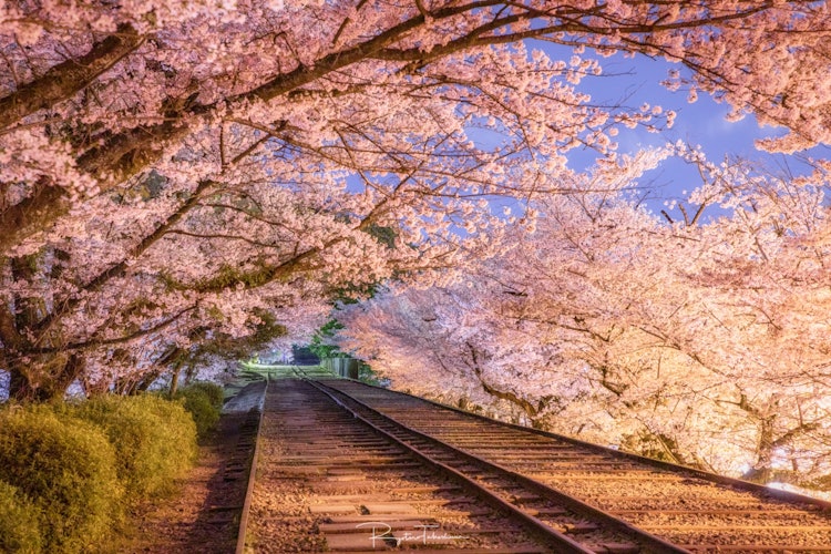 [이미지1]교토의 게아게 인클라인입니다.봄에는 버려진 철도를 따라 벚꽃이 피어납니다.