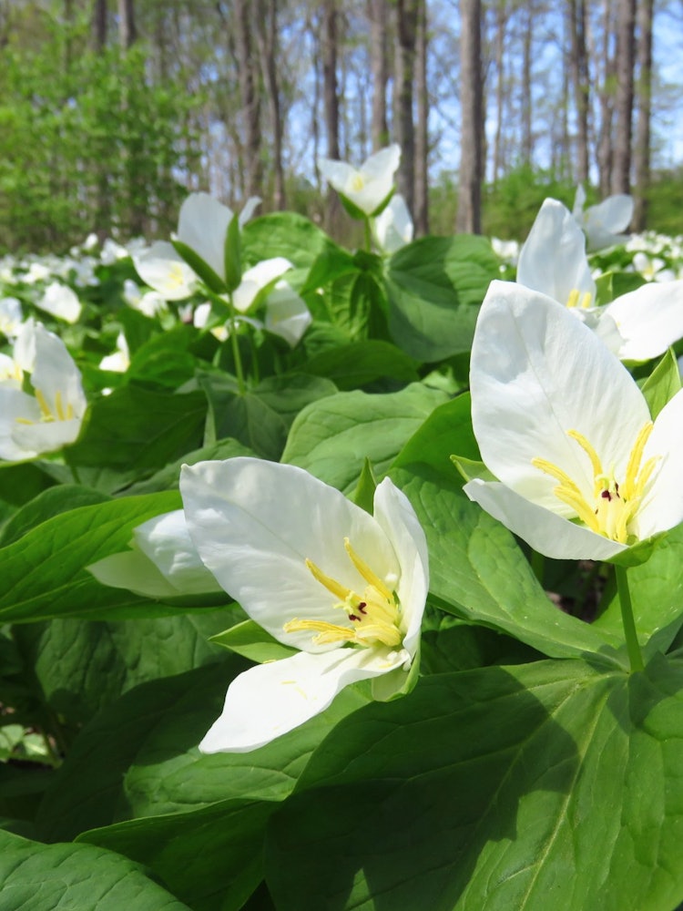 [画像1]スプリングエフェメラルオオバナノエンレイソウの群生その真っ白な花は大きいのでとても見応えがあります。