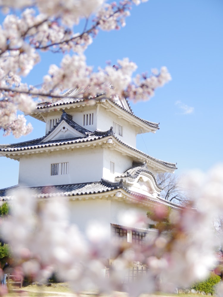 [Image1]This is a photo taken when I went touring in Kagawa during the beautiful cherry blossom season. Maru