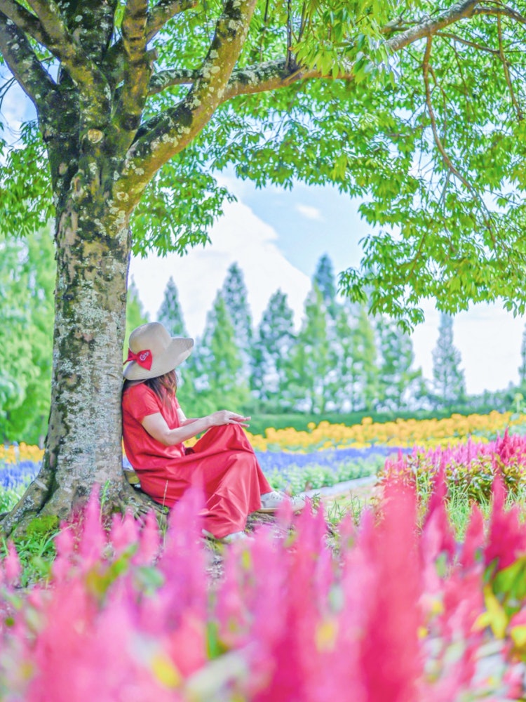 [이미지1]히로시마 세라조 세라 고원 목장(히로시마의 추천 명소)#세라 고원 농장 👈 @serakogenfarm 형형색색의 꽃에 둘러싸여 나무 그늘에 앉아 포틀릿으로 📸 사진을 찍는다세라 코