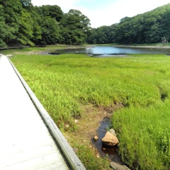 [Image2]July 23: Onuma Park in NasushiobaraI went to photograph the summer marshland.Since it is near a tour