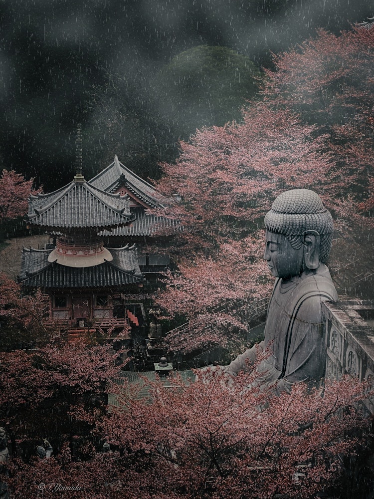 [Image1]Tsubosaka-dera Temple Cherry Blossom Buddha2023/4