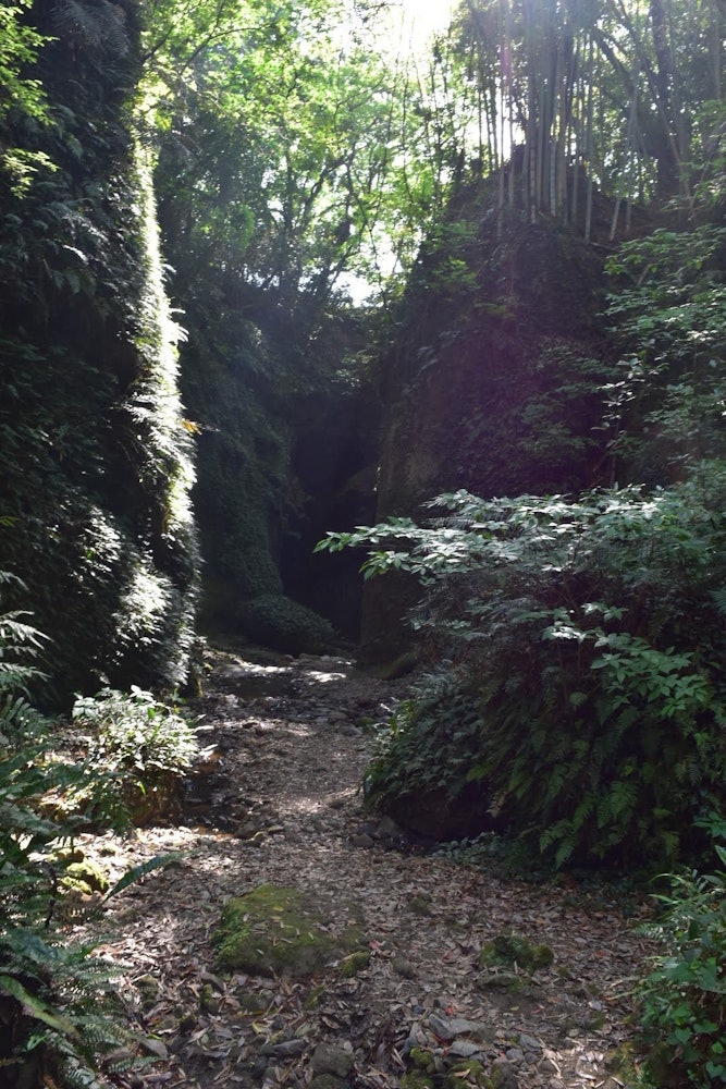 [画像1]高知県にある伊尾木洞と呼ばれるところです。入口すぐの洞窟を抜けると、目の前が拓け、木々の隙間から光が降り注いでいました。少し足場は悪いものの沢に沿って登れる道もあるため、小さな谷や自然豊かな緑を楽しめ