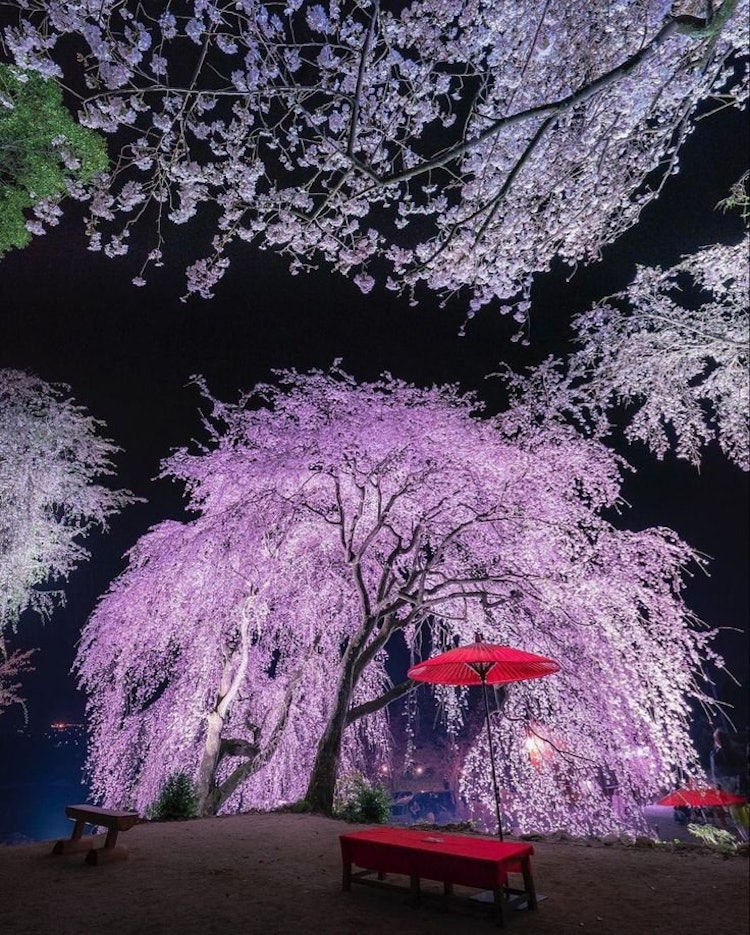 [画像1]福岡県の耳納山の山麓暗く細い道の先に訪れる人を待っていたかのように現れる壮麗な枝垂れ桜に驚きました😲！桜の高さは約１０メートル地域の人は「身延桜」と呼んで大切にしています。地面まで届く枝に咲く桜は美し