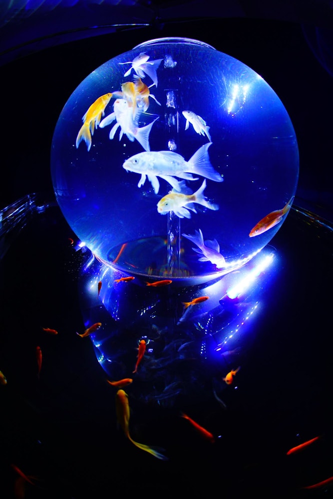 [相片1]這些是埼玉縣越谷市水族館展覽上的金魚。 我游得很酷