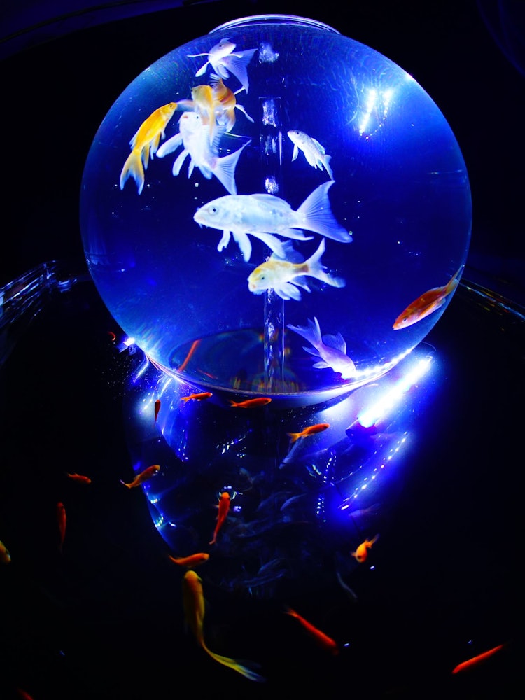 [Image1]These are the goldfish at the Aquarium Exhibition in Koshigaya City, Saitama Prefecture. I swam cool