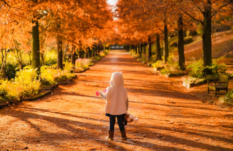[Image1]Autumn leaves 🍁 in Harima Central Park, Kato City, Hyogo PrefectureIn the movie 