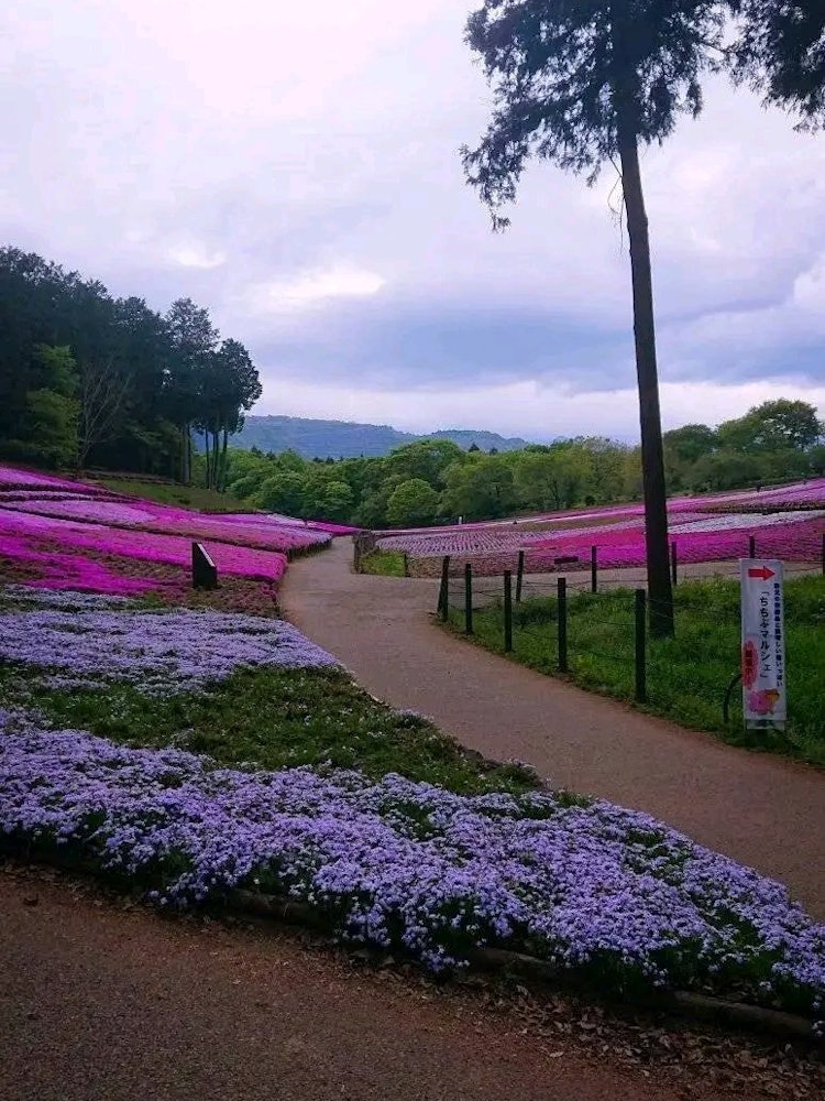 [Image1]It is a Hitsujiyama Park of Chichibu City, Saitama Prefecture. The moss phlox in the Hitsujiyama Par