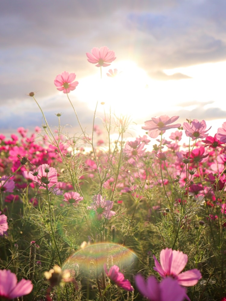 [Image1]Cosmos field in Minara, Toon City, Ehime PrefectureI was able to go to see the cosmos in full bloom 