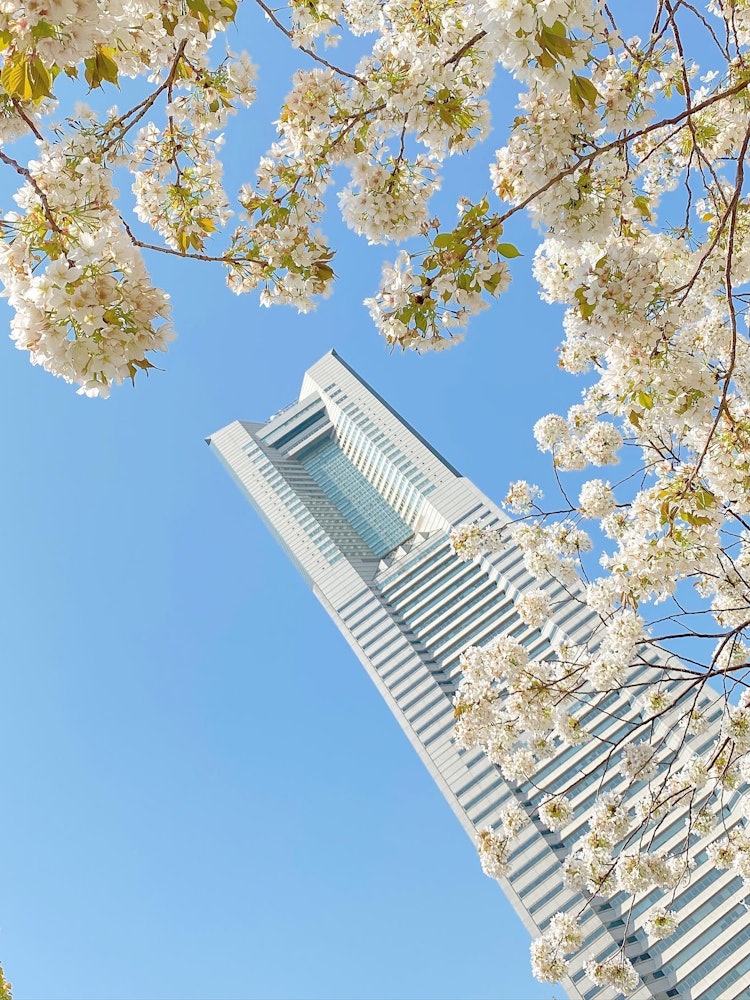 [Image1]Cherry blossoms 2021 record 🌸late MarchLandmark Tower🗼 from the train roadThe weather is nice, but i