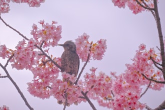 [相片2]從中川老河床上拍攝的照片。一個可以近距離拍攝白鳥和白頭鵠的地方。它與櫻花相得益彰