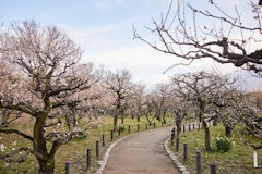 [Image2]Osaka Castle, Umebayashi ParkFeb. 24, 2024 Flowering: In full bloom. Osaka Marathon tomorrowOsaka Ca
