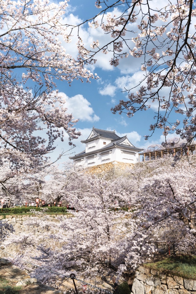 [相片1]津山城郭是津山市的象征，曾被选为“日本100座著名城堡”和“日本樱花名所百选”之一，春天挤满了许多游客。 我参观的那天，天气很好，樱花的花瓣闪耀得非常漂亮。 它每年春天都会来访。