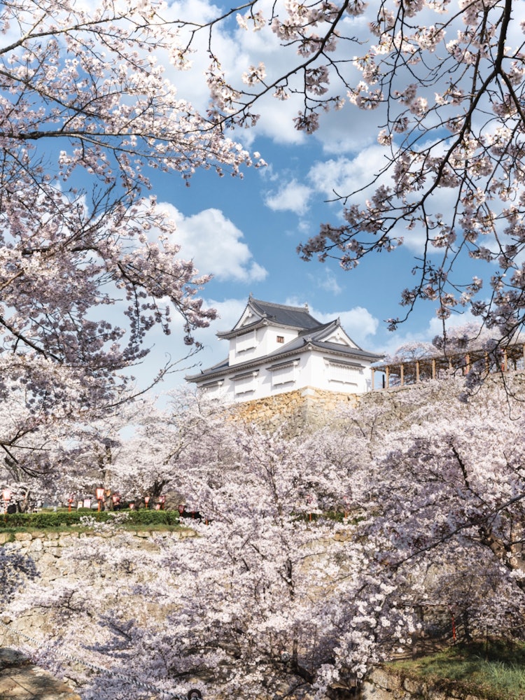 [Image1]Tsuyama Castle is a symbol of Tsuyama City, which has been selected as one of the 