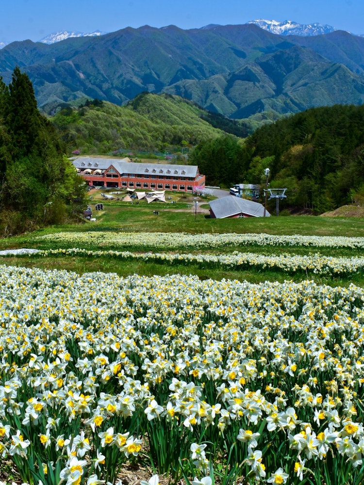 [画像1]ノルンみなかみは群馬県みなかみ町にある花の楽園です。ここにはたくさんの水仙やチューリップが咲きます。背景には雪をかぶった日本アルプスも見えます。本当に思い出に残る経験です。