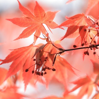 [Image1]Autumn leaves in the garden have bloomedThe autumn leaves are also beautiful,Small flowers are lovel