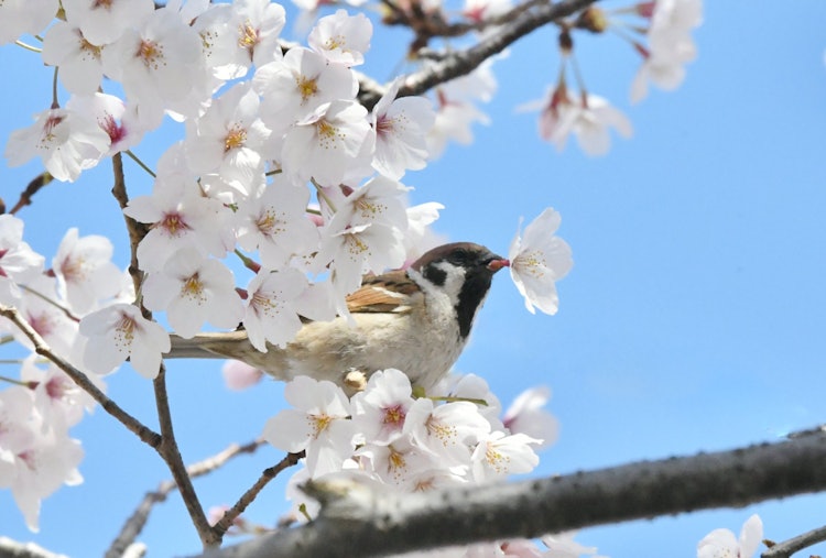 [이미지1]촬영 장소: 에히메현 이마바리시 소자가와 강벚꽃의 꿀을 빨아먹는 참새