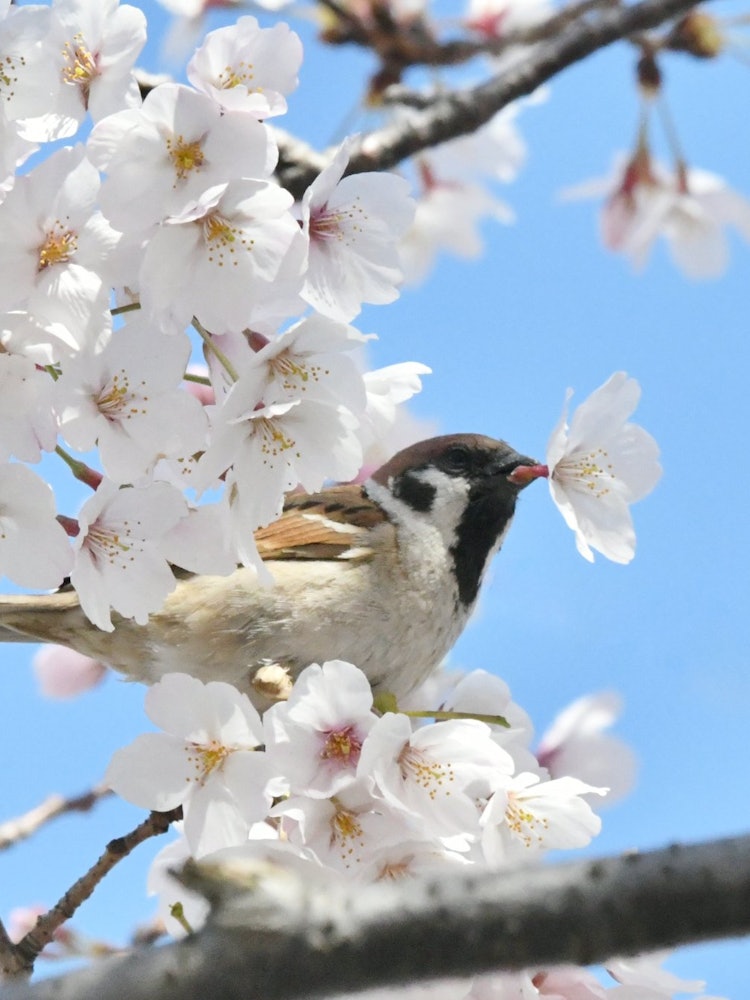 [画像1]撮影場所：愛媛県今治市の蒼社川（そうじゃがわ）桜の花の蜜を吸うスズメ