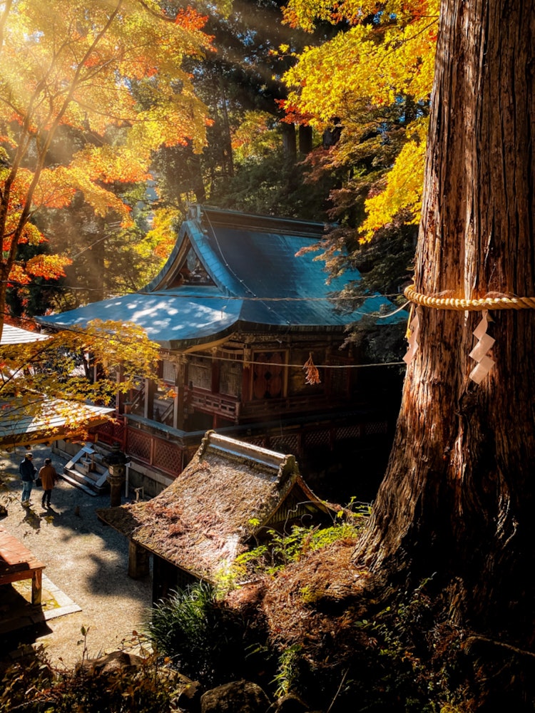 [Image1]Autumn Danzan ShrineSakurai City, Nara Prefecture Danzan Shrine2023/11