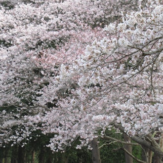 [Image1]Chiba Prefectural Boso no MuraCherry blossoms are in full bloom again this year