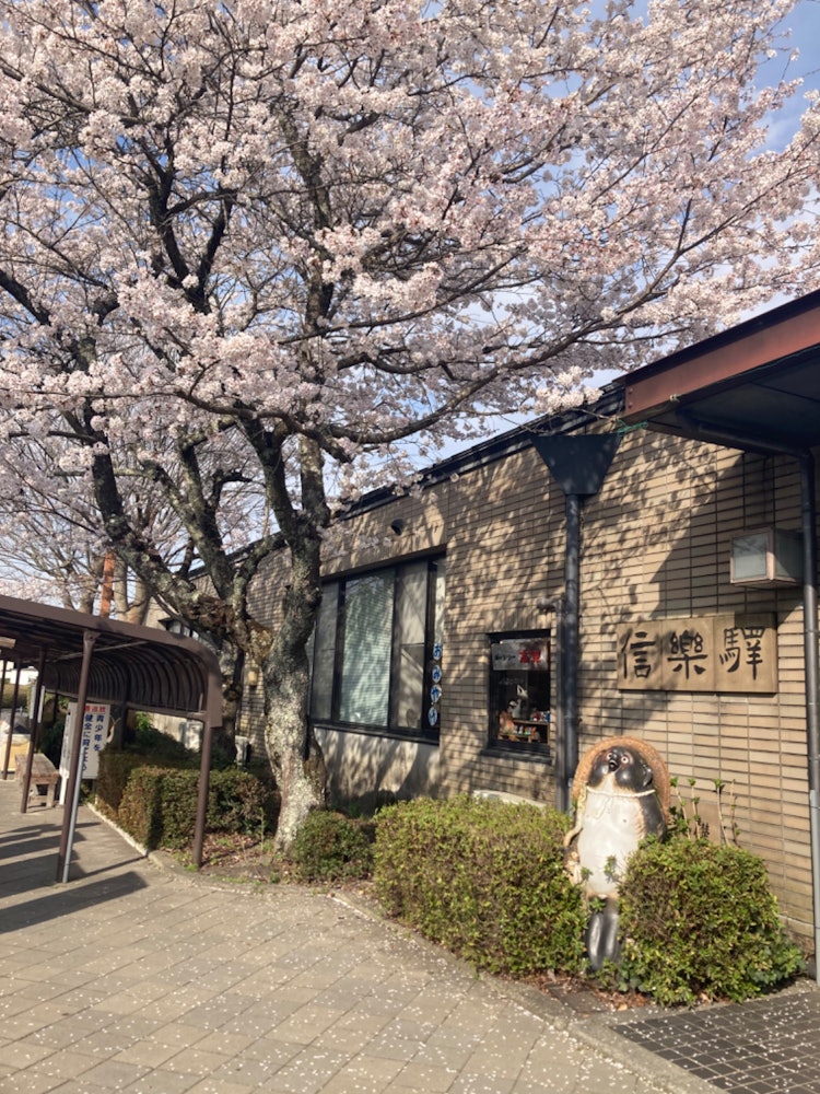 [画像1]たぬきのお花見🌸滋賀県信楽へ足を運びました。鉄道の信楽駅にもたぬきさんが！立派な桜の下でのんびりお花見しているように見えます。ワァ〜！ と見上げた顔がかわいい♡近くにはミュージアムやたくさんの信楽焼き