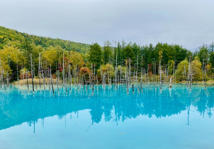[画像1]10月初めの美瑛町青い池