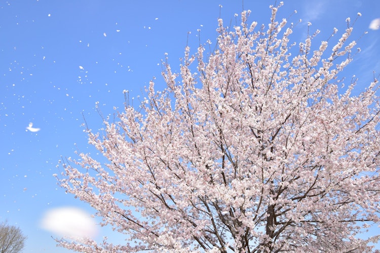 [相片1]樱花暴风雪2023年4月在奈良县Magi Hills公园已经开始散落的染井吉野樱被春风吹起，一下子腾空而起，变成了一场樱花暴风雪。