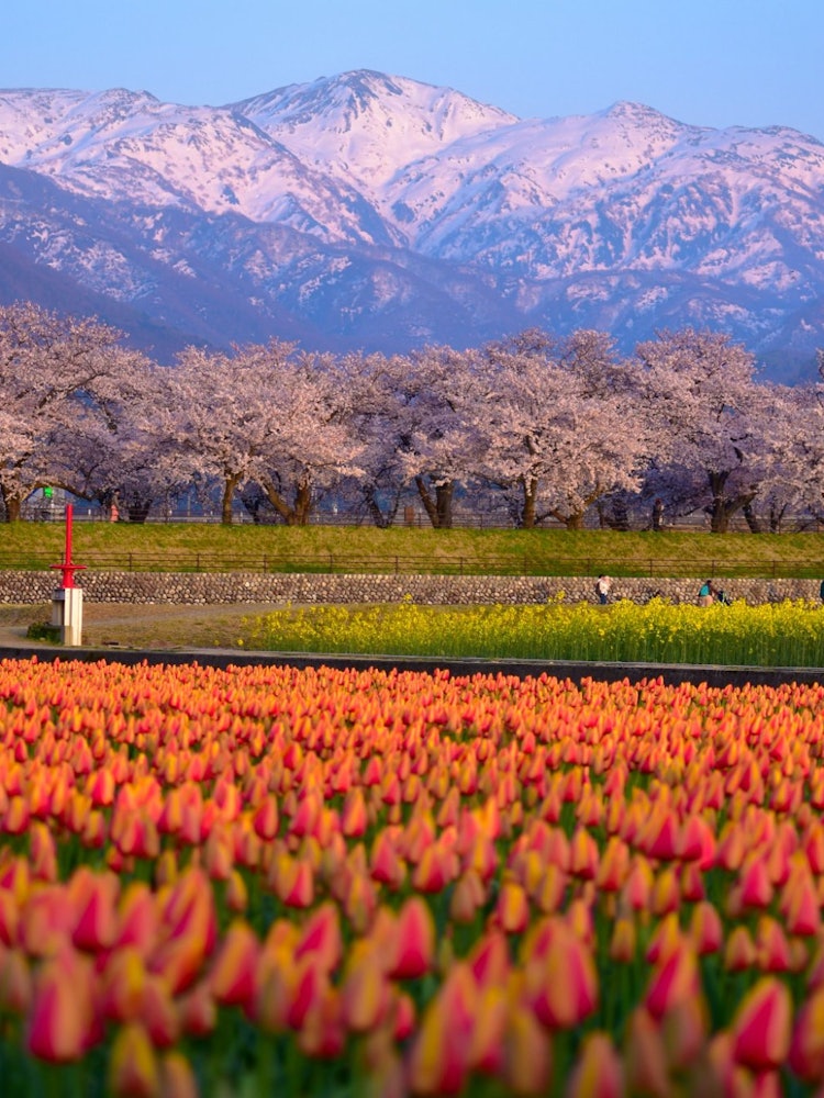 [相片1]“北阿尔卑斯山的春天四重奏”是一个令人叹为观止的景象，成排的樱花树、郁金香和纳米花使其成为大自然爱好者的天堂。夕阳倒映在雪地和樱花树上的粉红色调，与橙色和粉红色的郁金香和黄色的纳诺哈纳花的独特组合，营