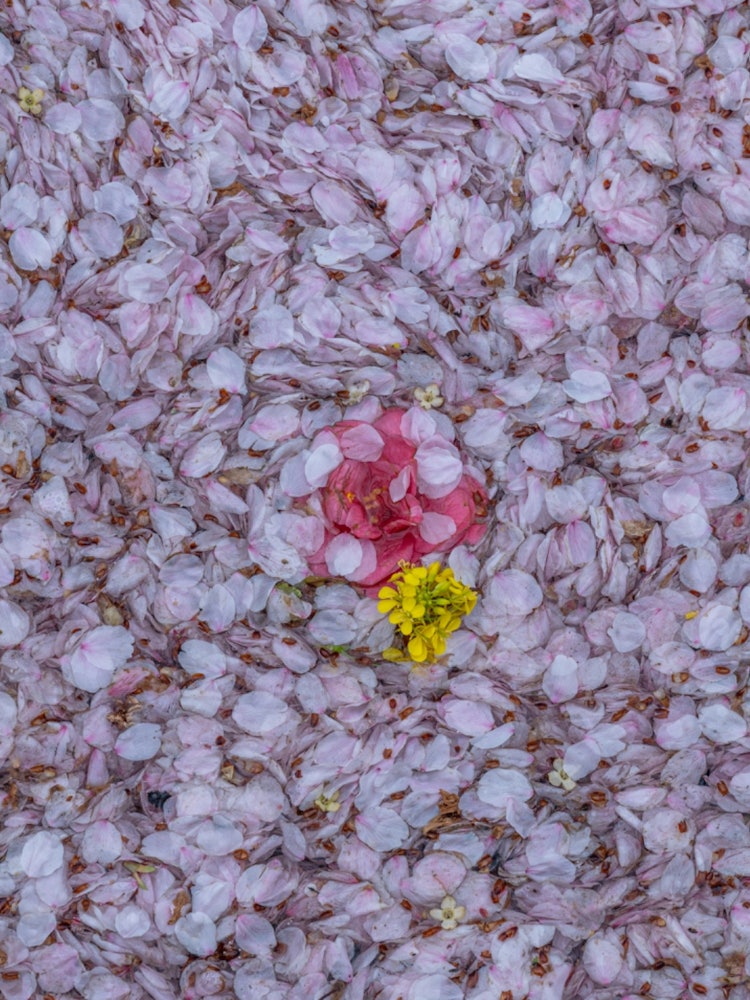 [相片1]《櫻桃鱗片》櫻花開始飄落，隨著春天的結束，散落的櫻花溪流它的外表像鱗片，仿佛一個新生命誕生了。
