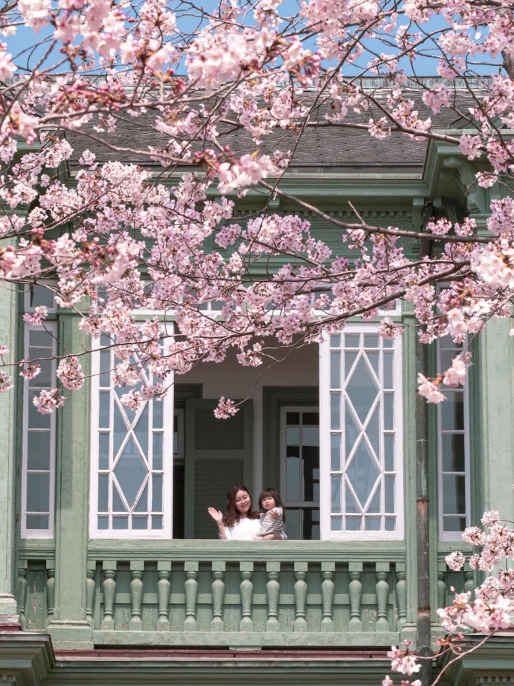 [相片1]神户市立王子动物园猎人之家和樱花框架 我个人最喜欢的作品 😌