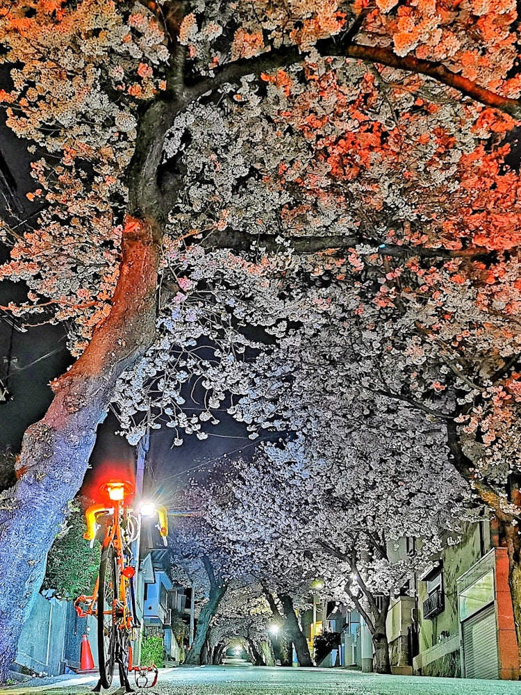 [画像1]シリーズ「神戸、再発見」の今日は、桜の名所、灘区にある「桜のトンネル」を第七段としてお届け致します。いよいよ時候も立春を過ぎ、今年もまた桜の季節が近づいております。神戸市灘区高尾通にあるこの名所は南北