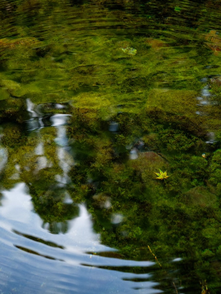 [相片1]这是熊本麻生的“山吹水源”中的一首。我对在水底看起来很美的景象印象深刻。