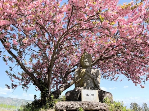 [画像1]【大日如来坐像の八重桜が満開です！ 】市内のソメイヨシノはあっという間に散ってしまいましたが、大日如来坐像（おでいにっちゃん）の八重桜が満開です。 伝嗣院を少し下ったところに鎮座しています。 道が狭い