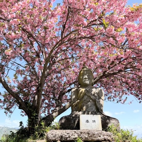 [Image1][The Yae Cherry Blossom of The Buddha Dainichi is in full bloom! ] 】The Someiyoshino trees in the ci